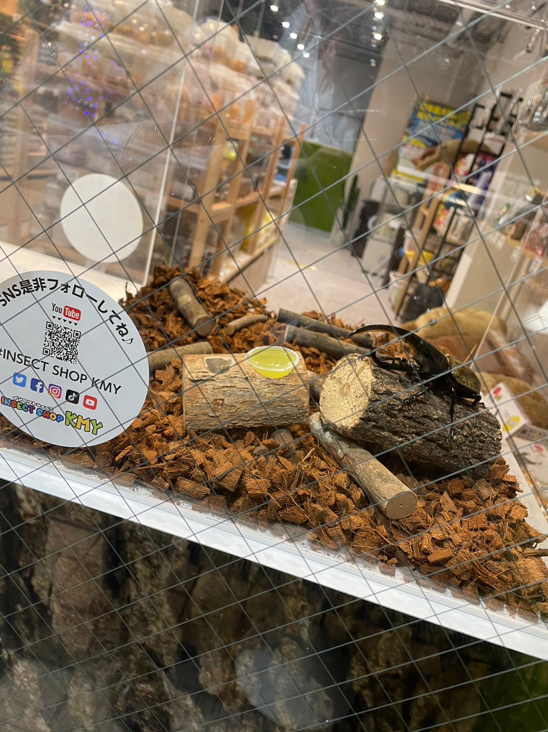 Japanese Insect. Shop 完成しました!!! – INSECT SHOP KMY