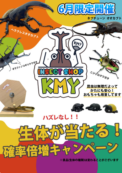 6月はガラガラで生体があたる！？