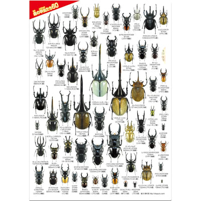 森の甲虫たち60 クリアファイル