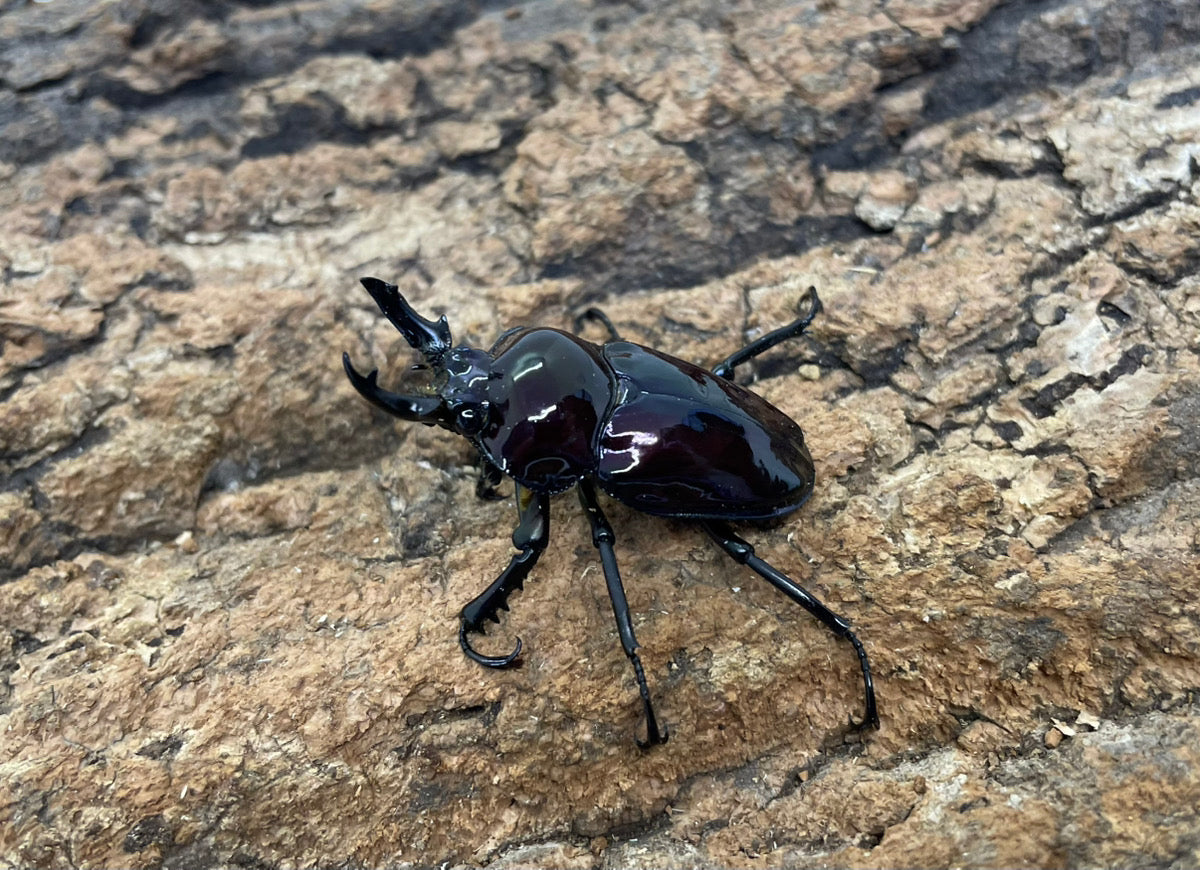 ニジイロクワガタ（紫紺）