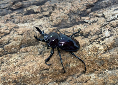 ニジイロクワガタ（紫紺）