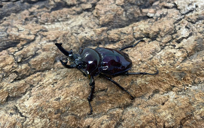 ニジイロクワガタ（紫紺）