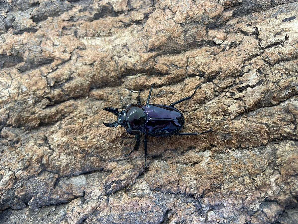 ニジイロクワガタ（紫紺）