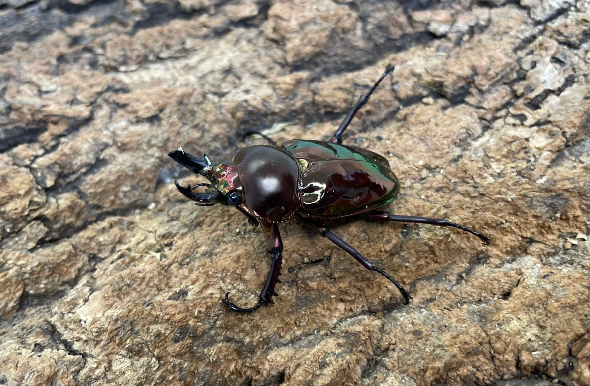 ニジイロクワガタ