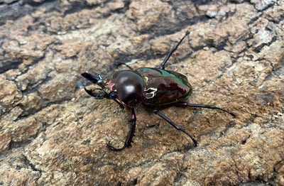 ニジイロクワガタ