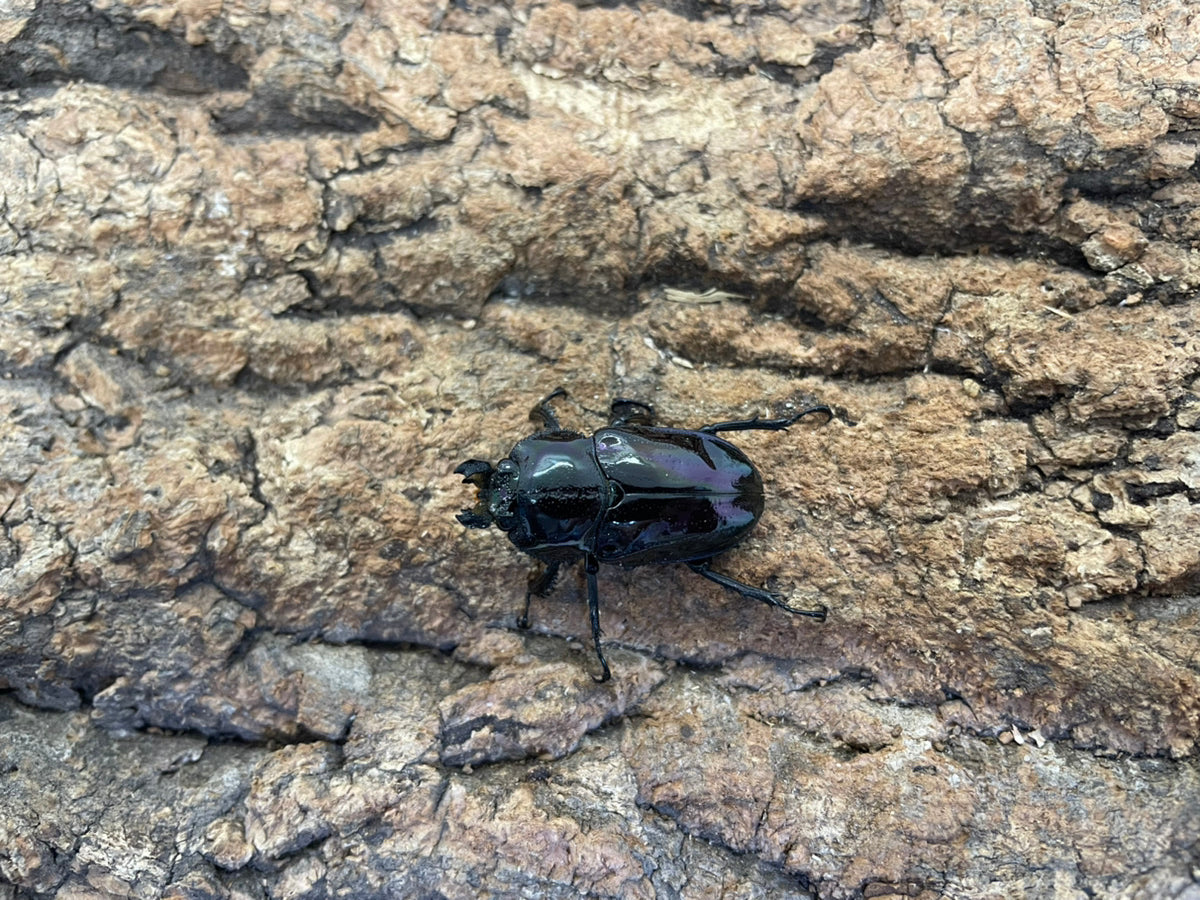 ニジイロクワガタ（紫紺）