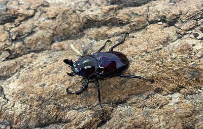 ニジイロクワガタ（紫紺）