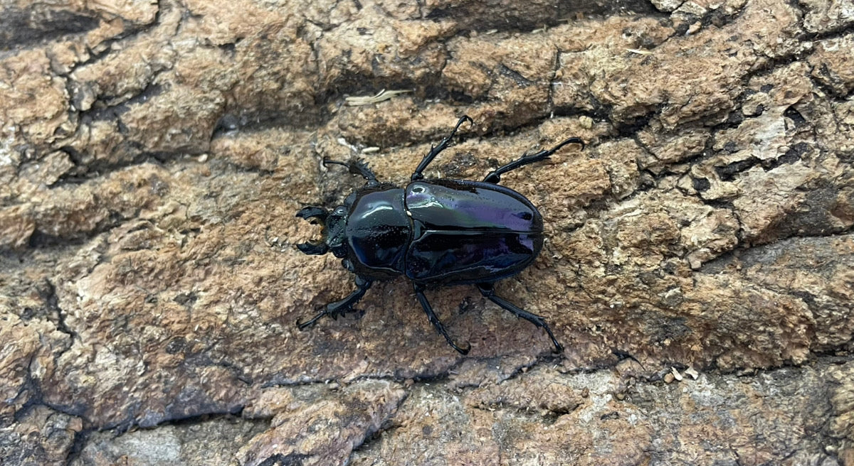 ニジイロクワガタ（紫紺）