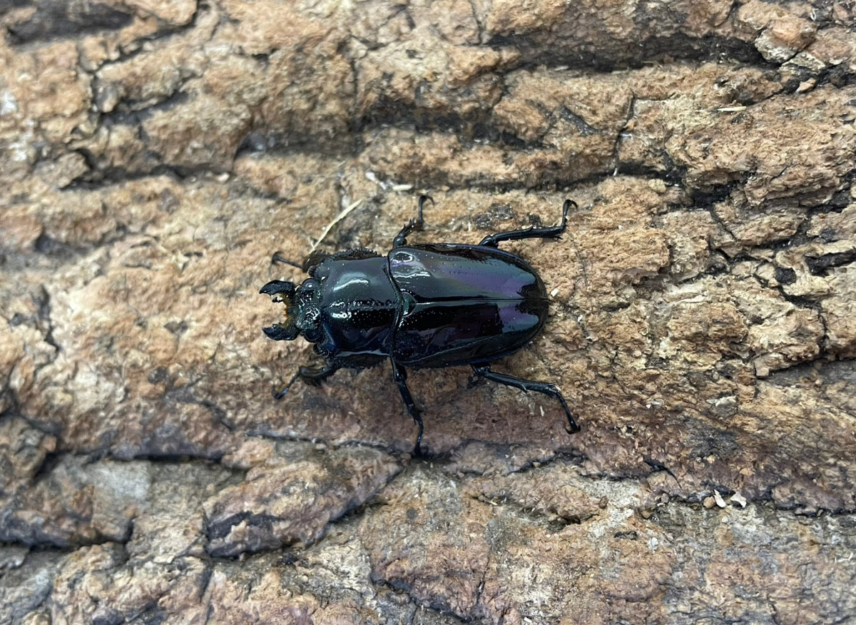 ニジイロクワガタ（紫紺）
