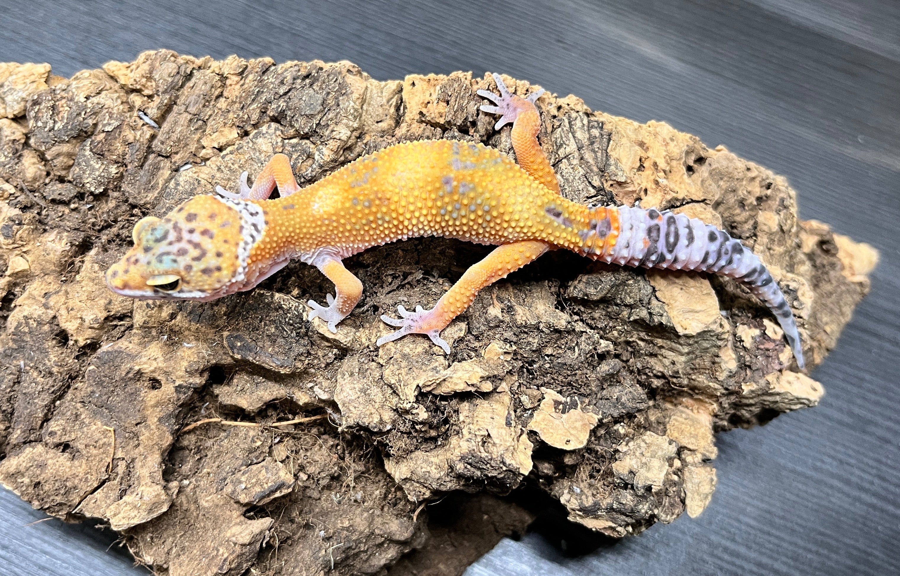 小物 KMY 爬虫類 – INSECT SHOP KMY