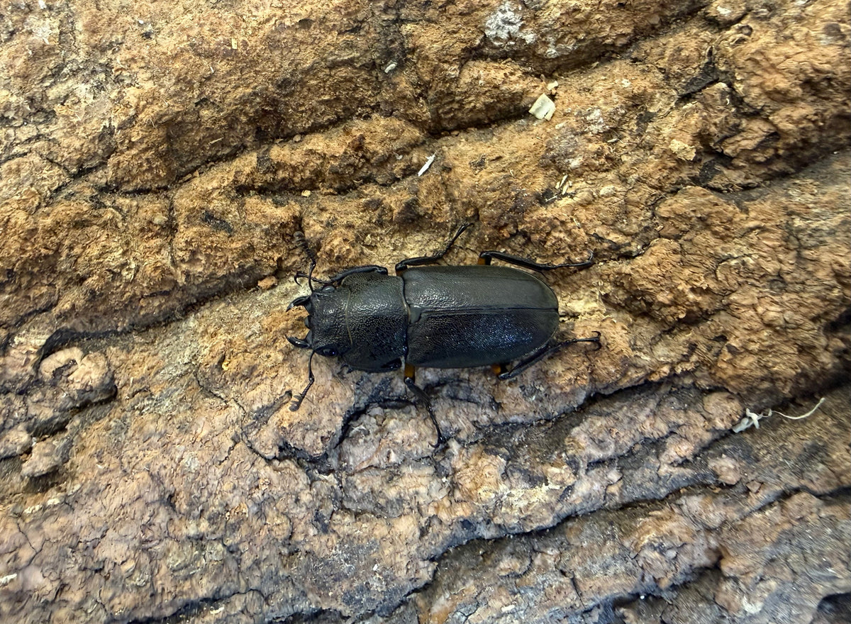 エラフスホソアカクワガタ　♂55mm　スマトラ島　デンポー山産　CBF2