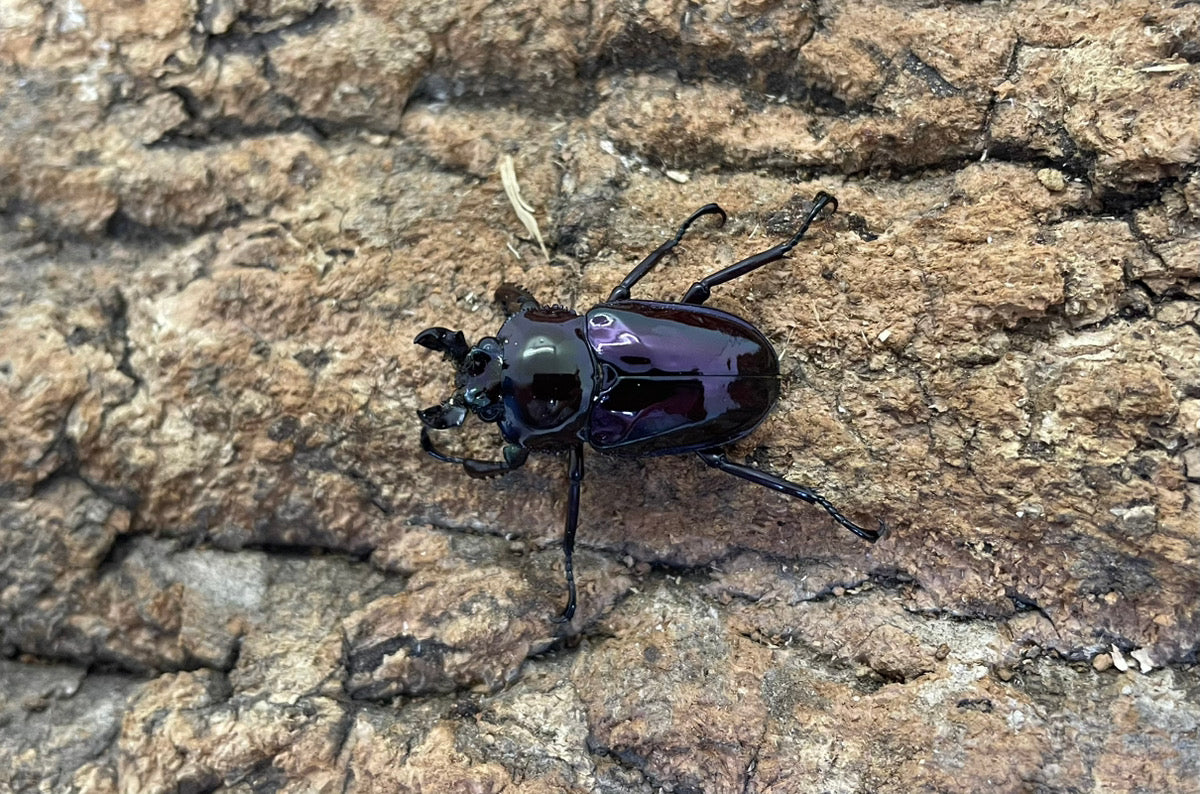 ニジイロクワガタ（紫紺）