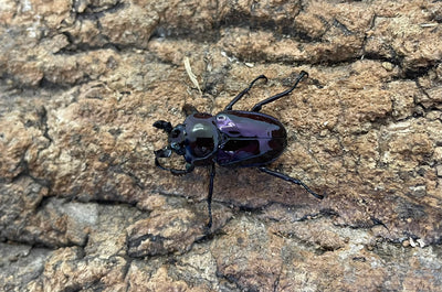 ニジイロクワガタ（紫紺）