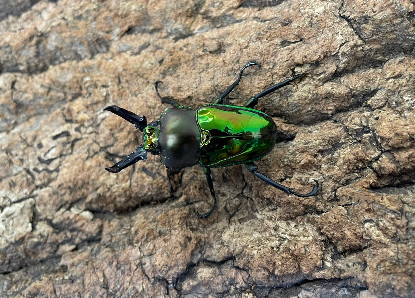ニジイロクワガタ（グリーン）