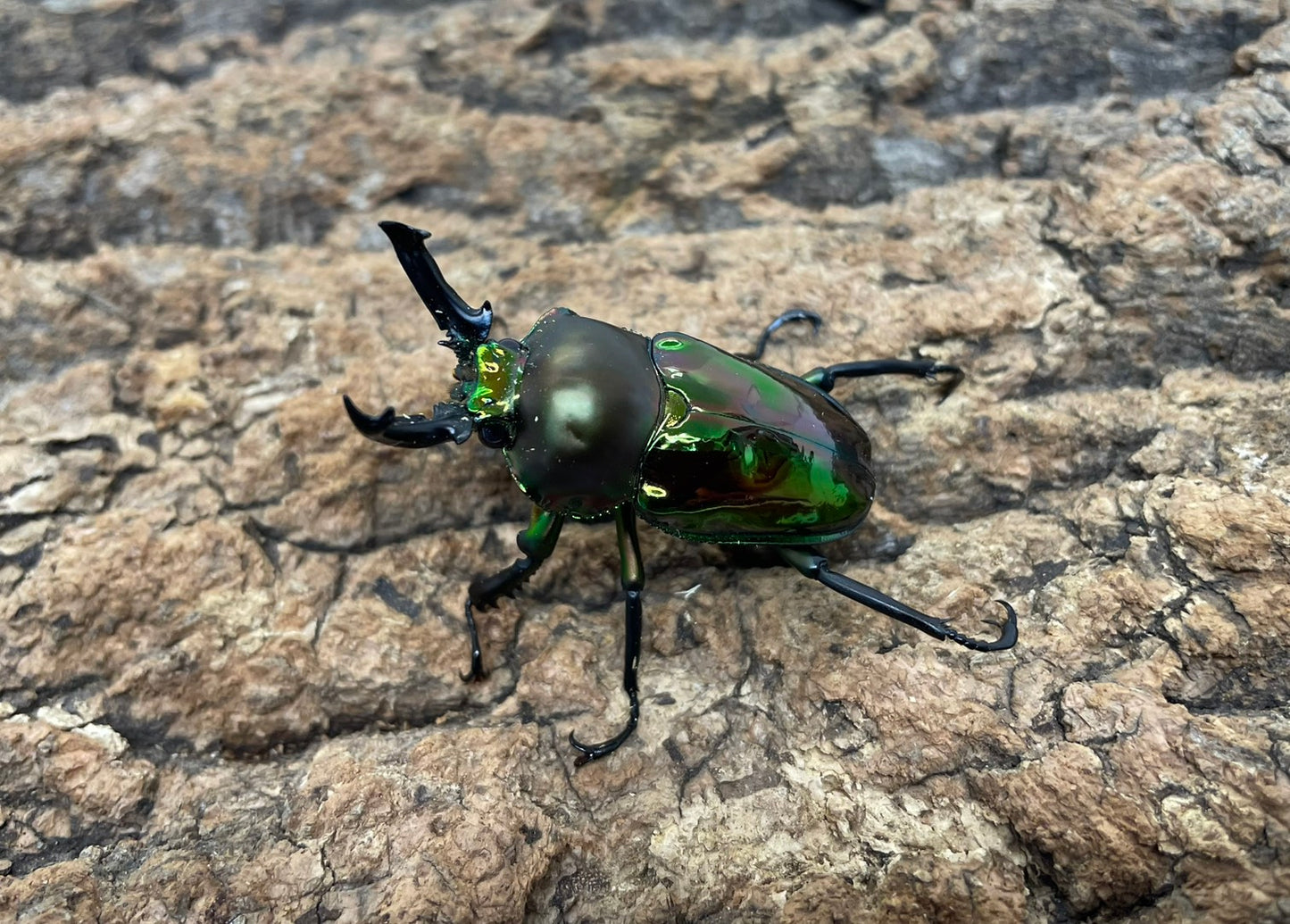 ニジイロクワガタ（グリーン）