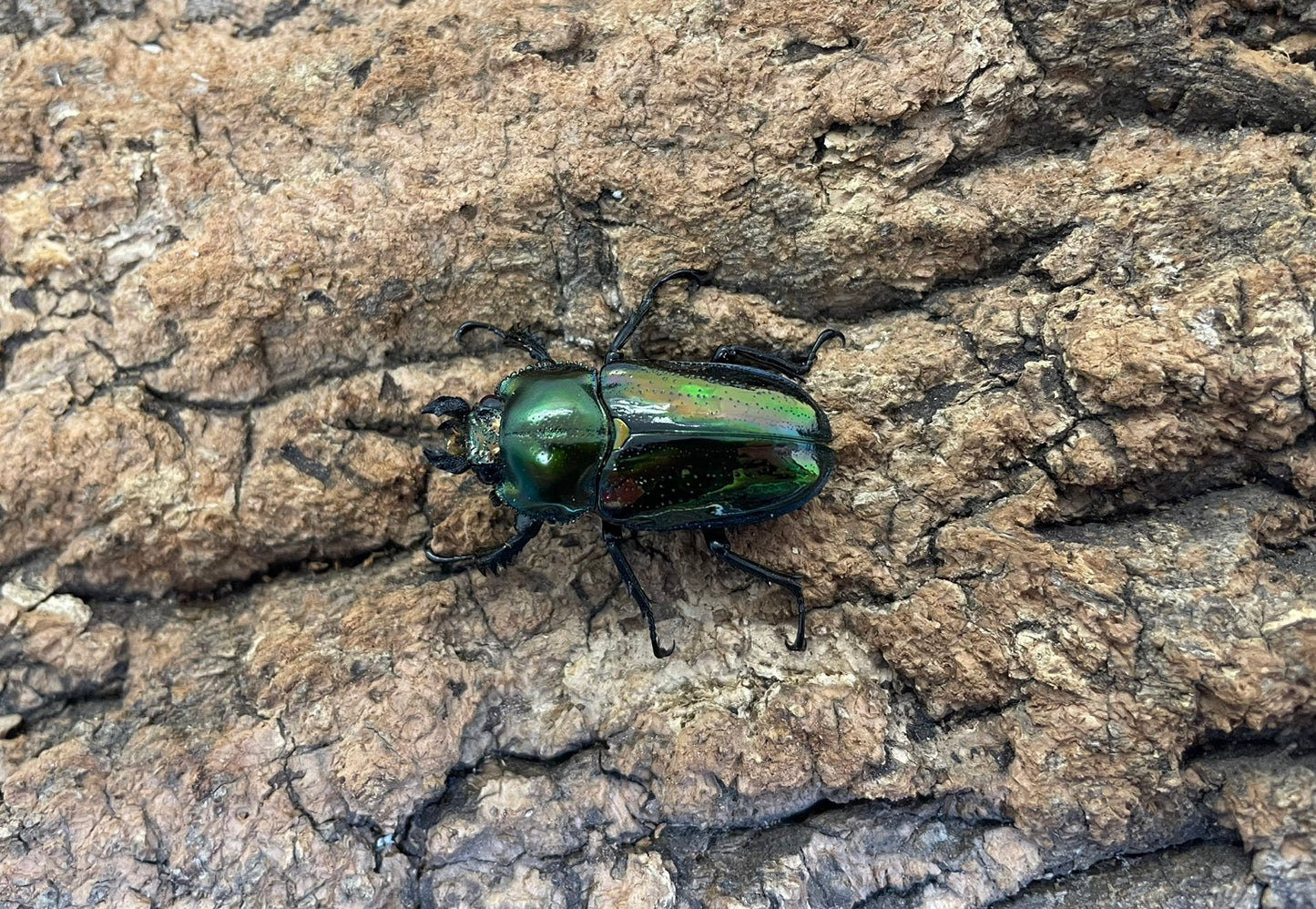 ニジイロクワガタ（グリーン）