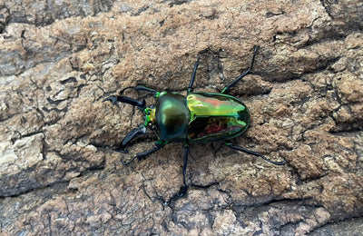 ニジイロクワガタ（グリーン）