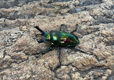 ニジイロクワガタ（グリーン）