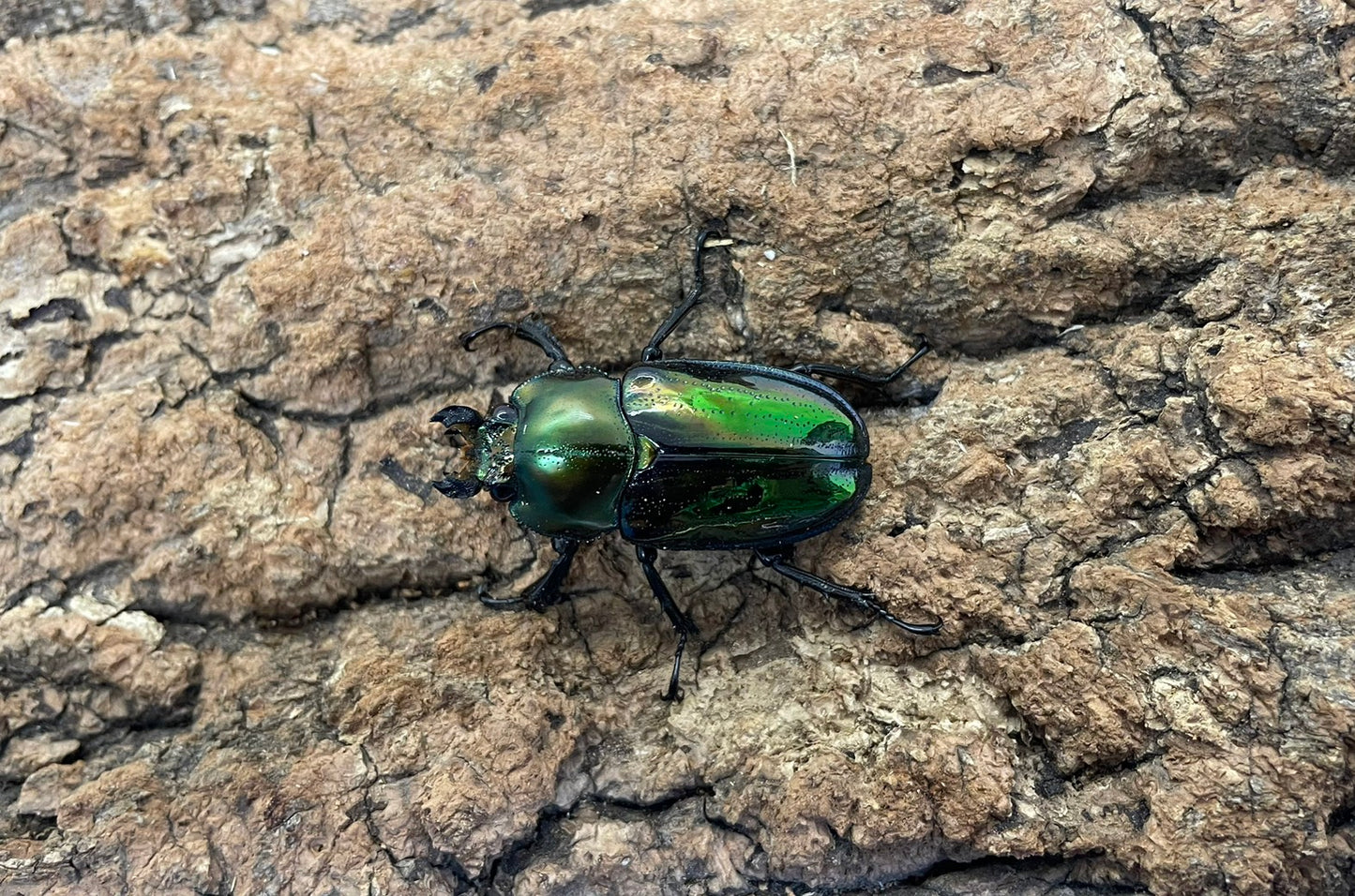 ニジイロクワガタ（グリーン）