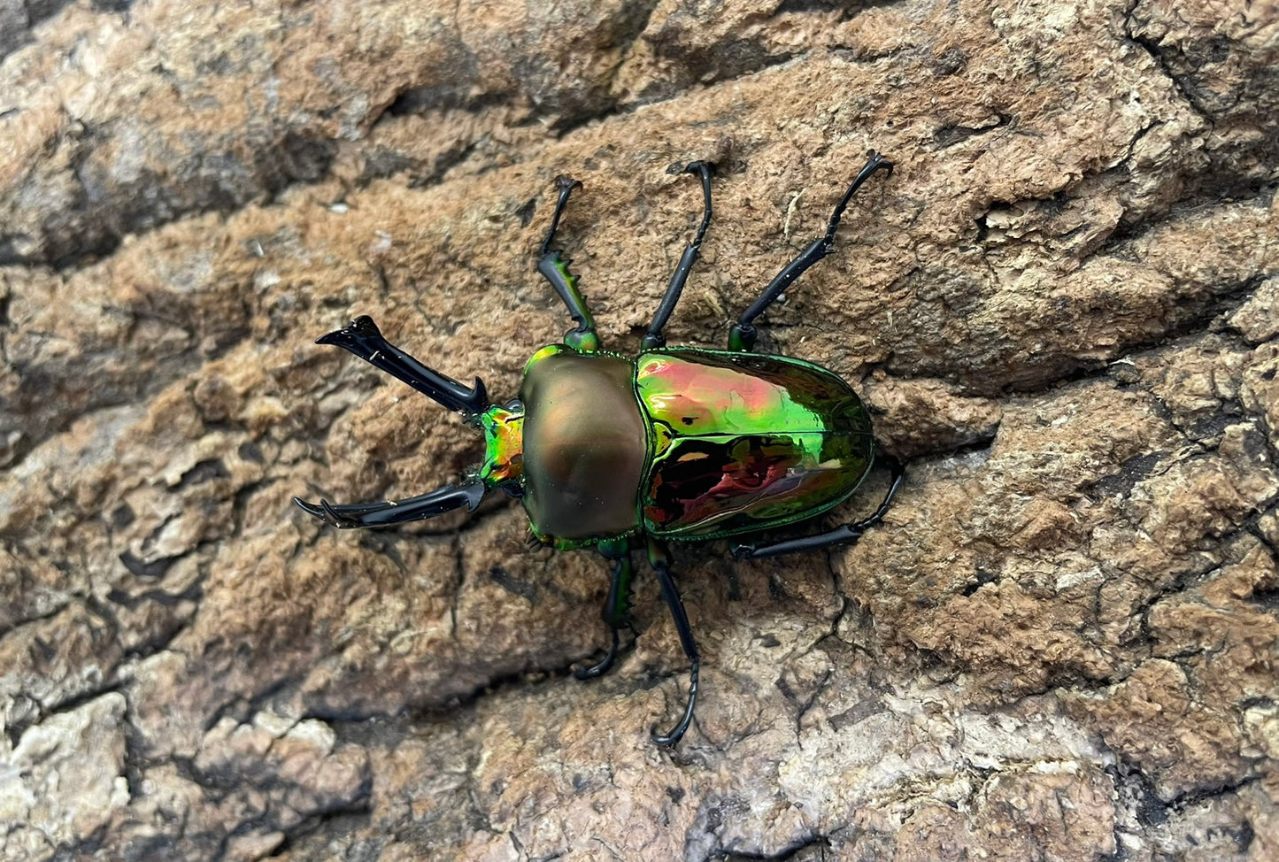 ニジイロクワガタ