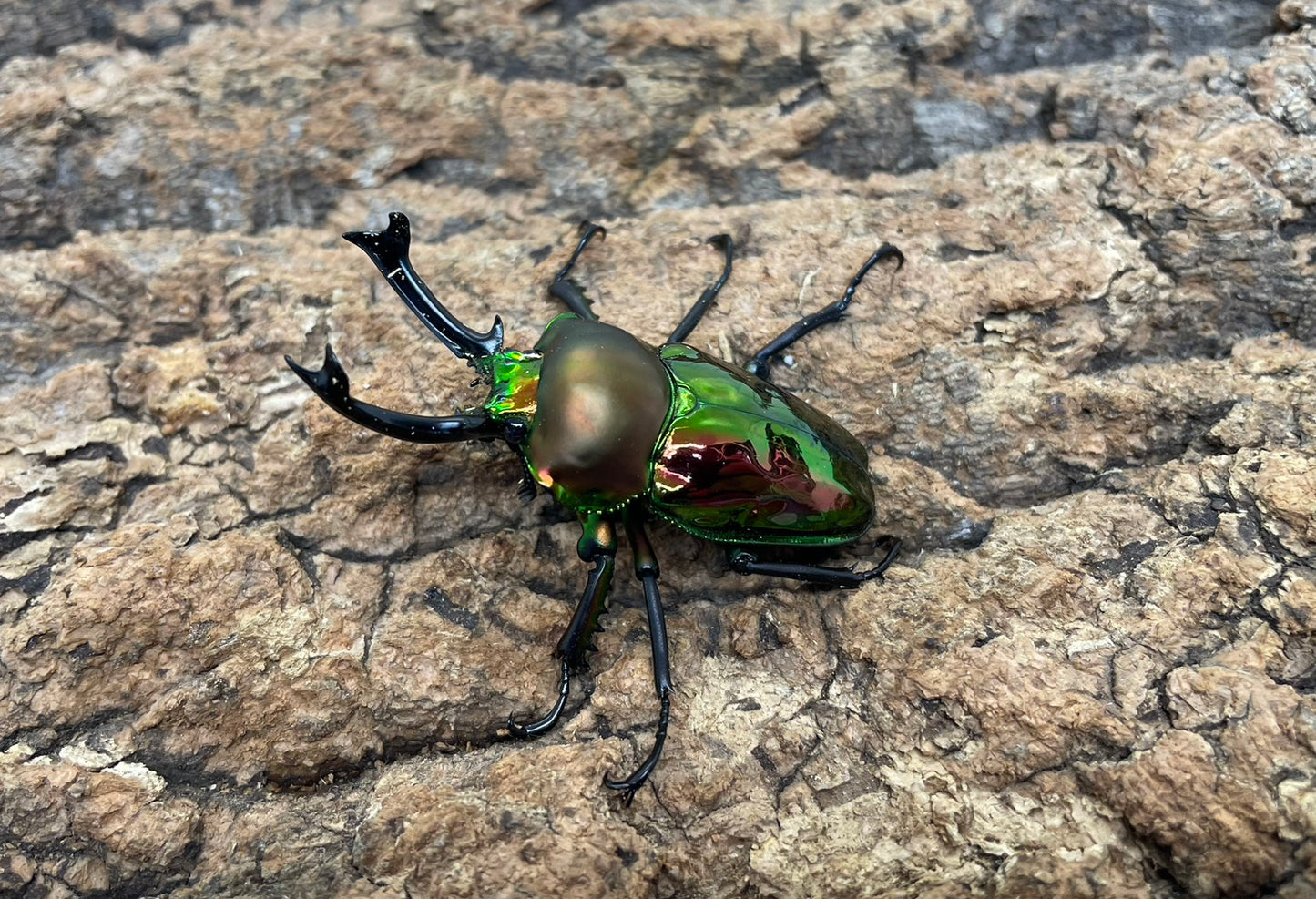 ニジイロクワガタ