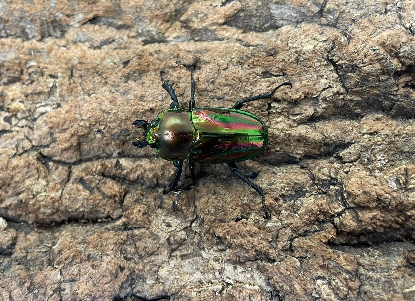 ニジイロクワガタ