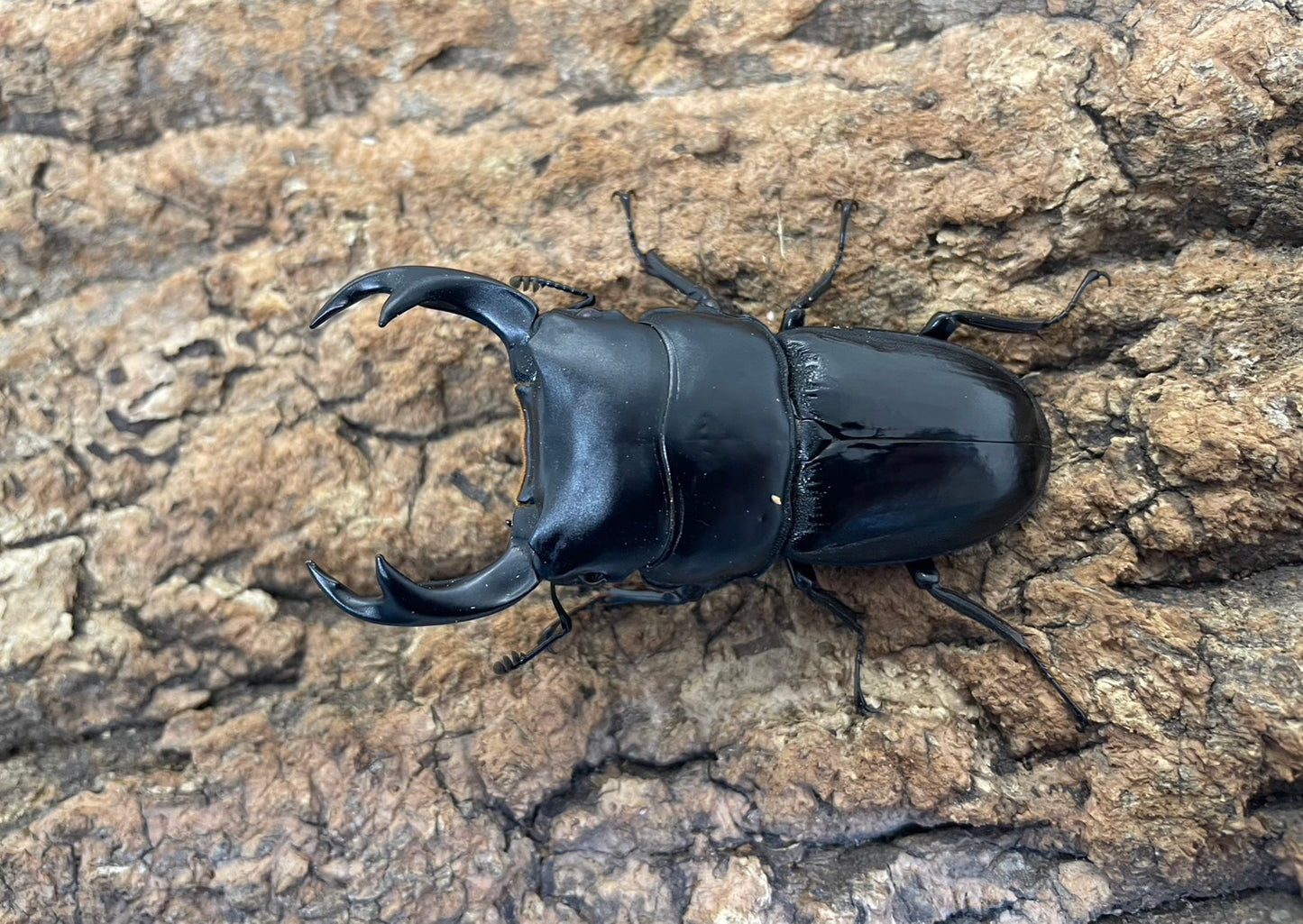 インドクルビデンスオオクワガタ