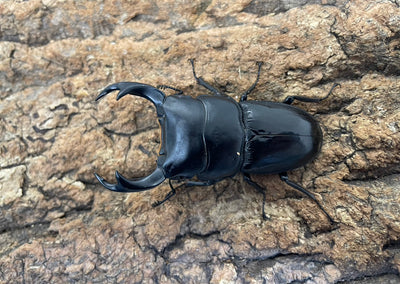 インドクルビデンスオオクワガタ