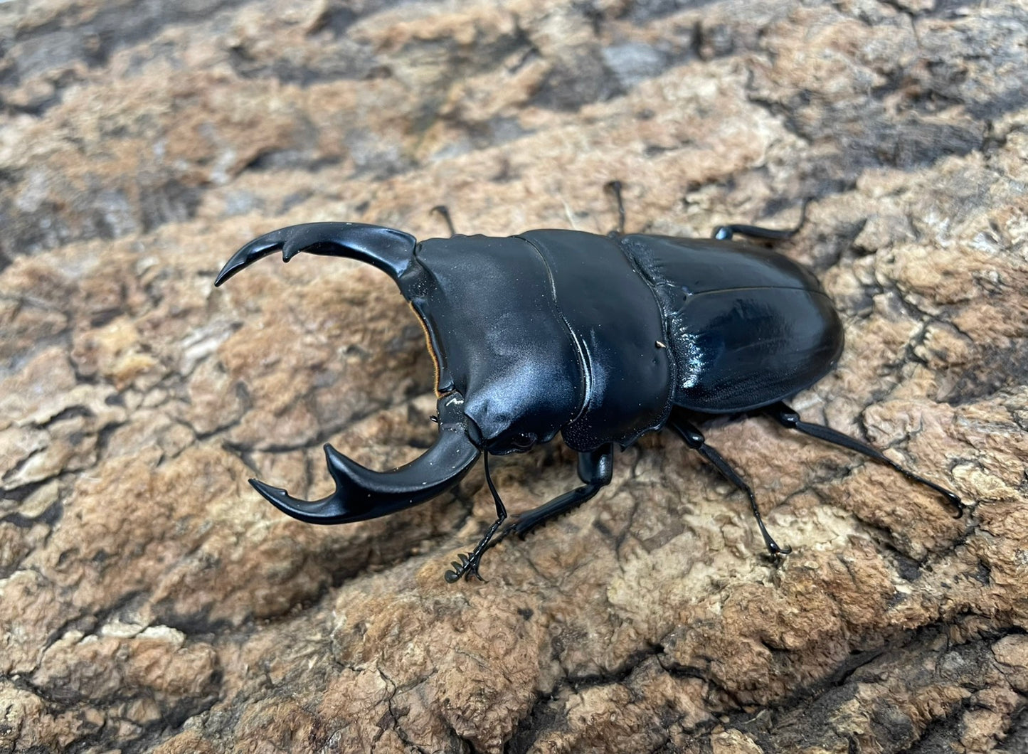 インドクルビデンスオオクワガタ