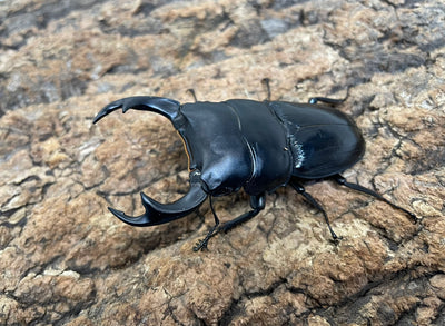 インドクルビデンスオオクワガタ