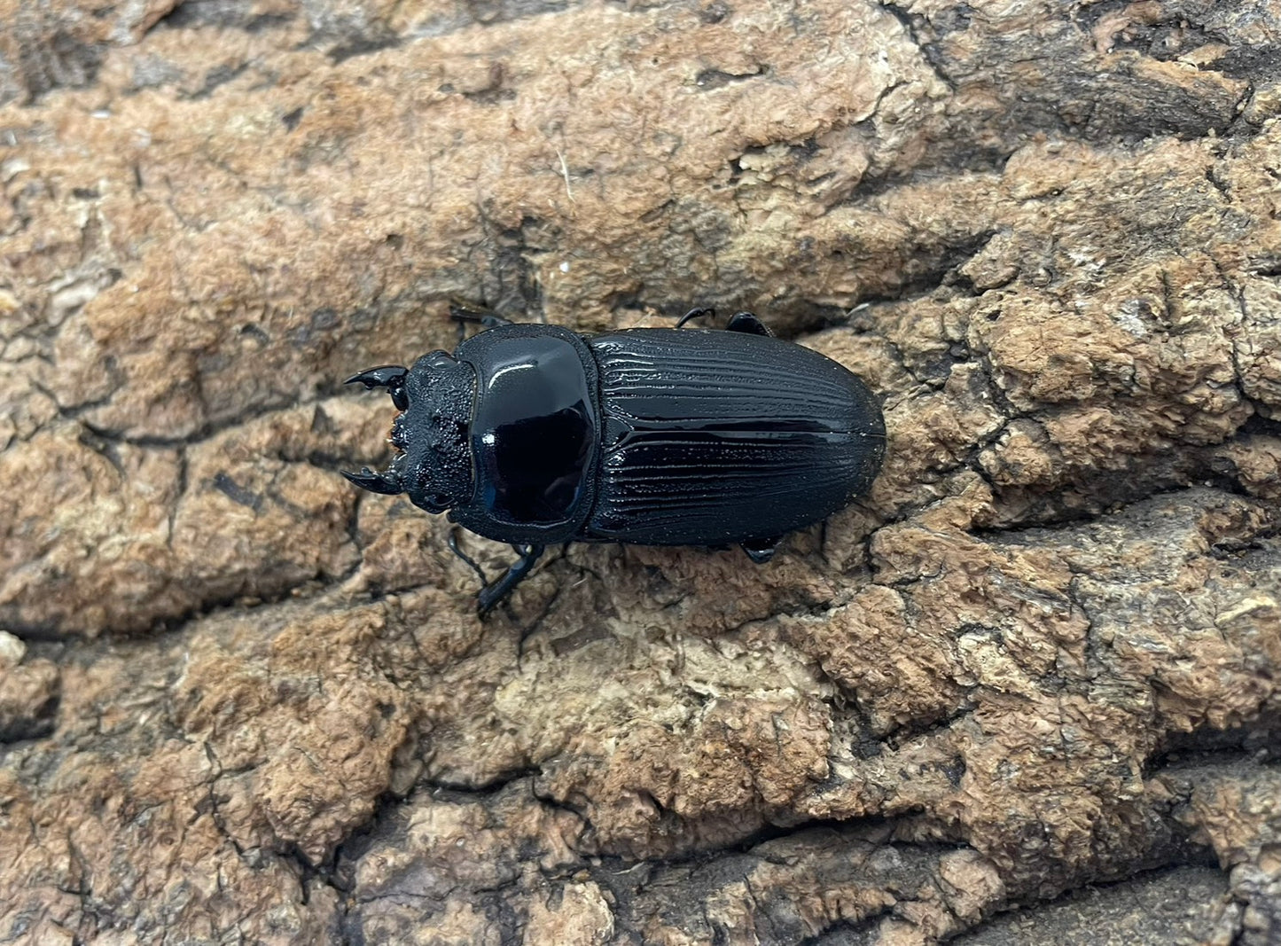 インドクルビデンスオオクワガタ