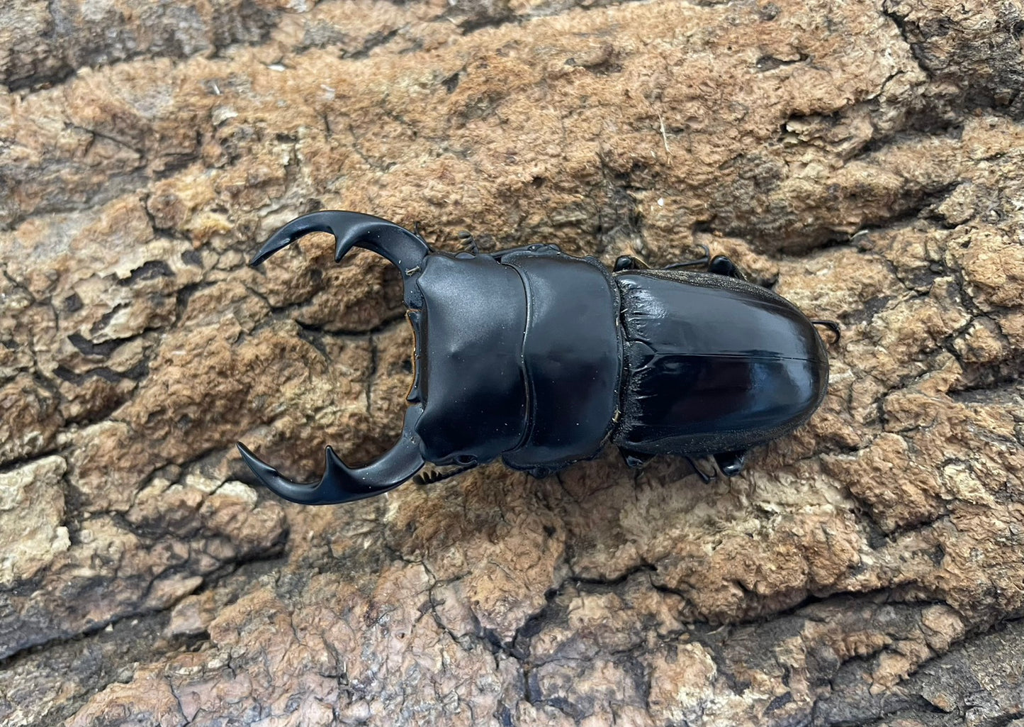 インドクルビデンスオオクワガタ