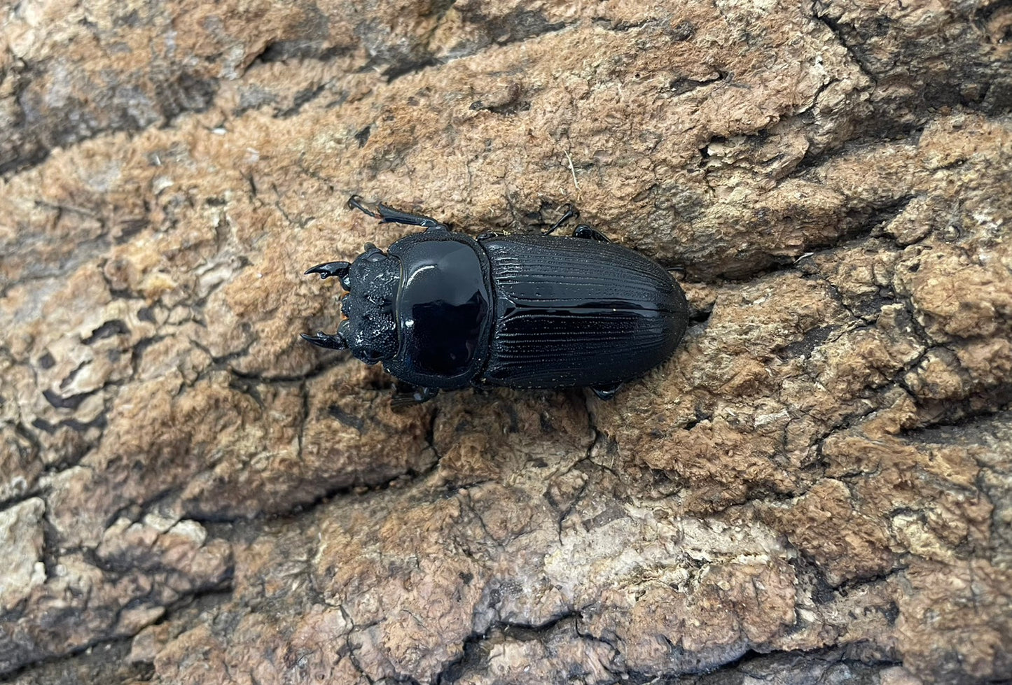 インドクルビデンスオオクワガタ