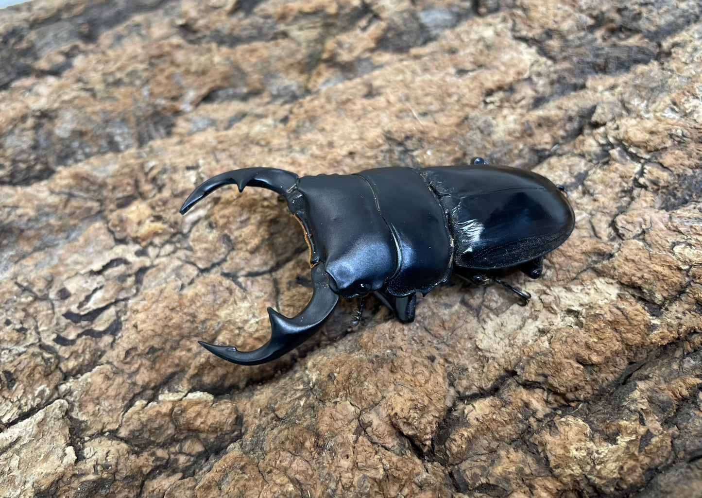 インドクルビデンスオオクワガタ