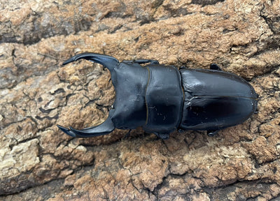 オオクワガタ（YG）