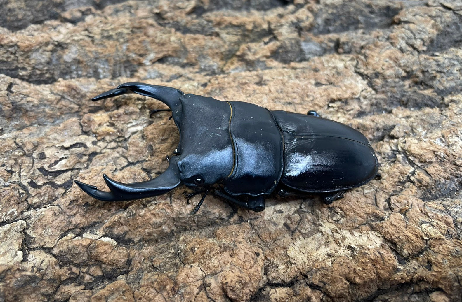 オオクワガタ（YG） – INSECT SHOP KMY