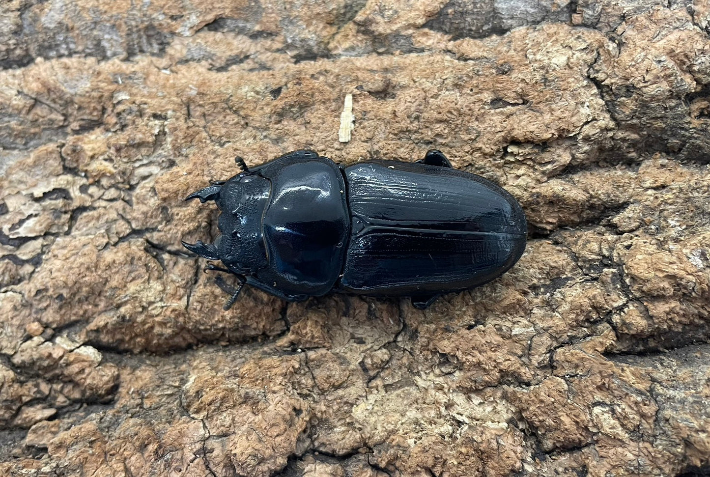 オオクワガタ（YG）