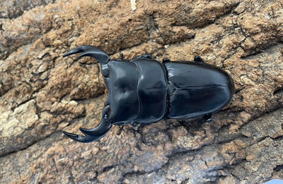 ブータンアンタエウスオオクワガタ