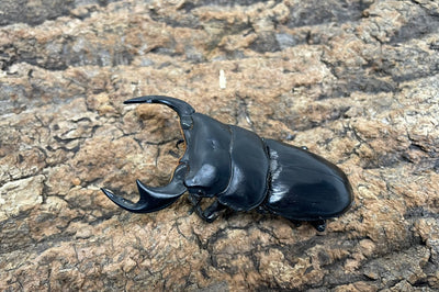 ブータンアンタエウスオオクワガタ