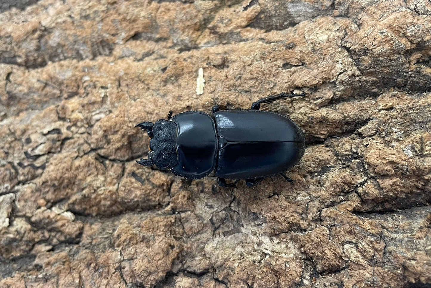 ブータンアンタエウスオオクワガタ