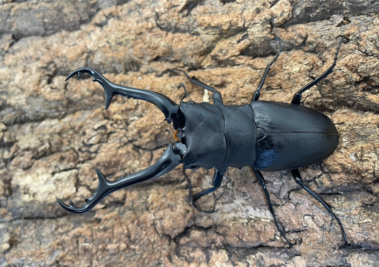 ギラファノコギリクワガタ