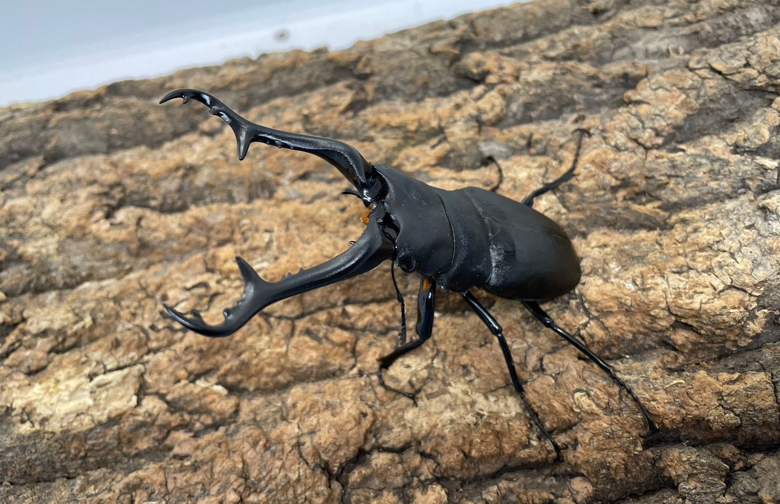 ギラファノコギリクワガタ – INSECT SHOP KMY