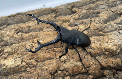 ギラファノコギリクワガタ