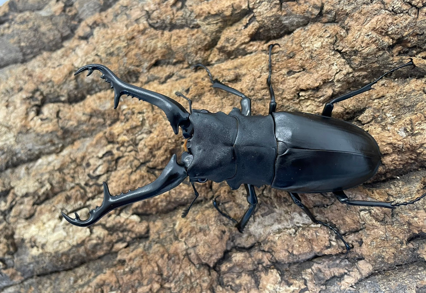 ギラファノコギリクワガタ