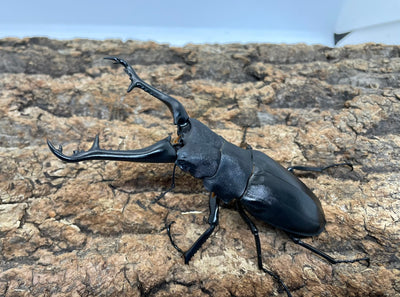 ギラファノコギリクワガタ