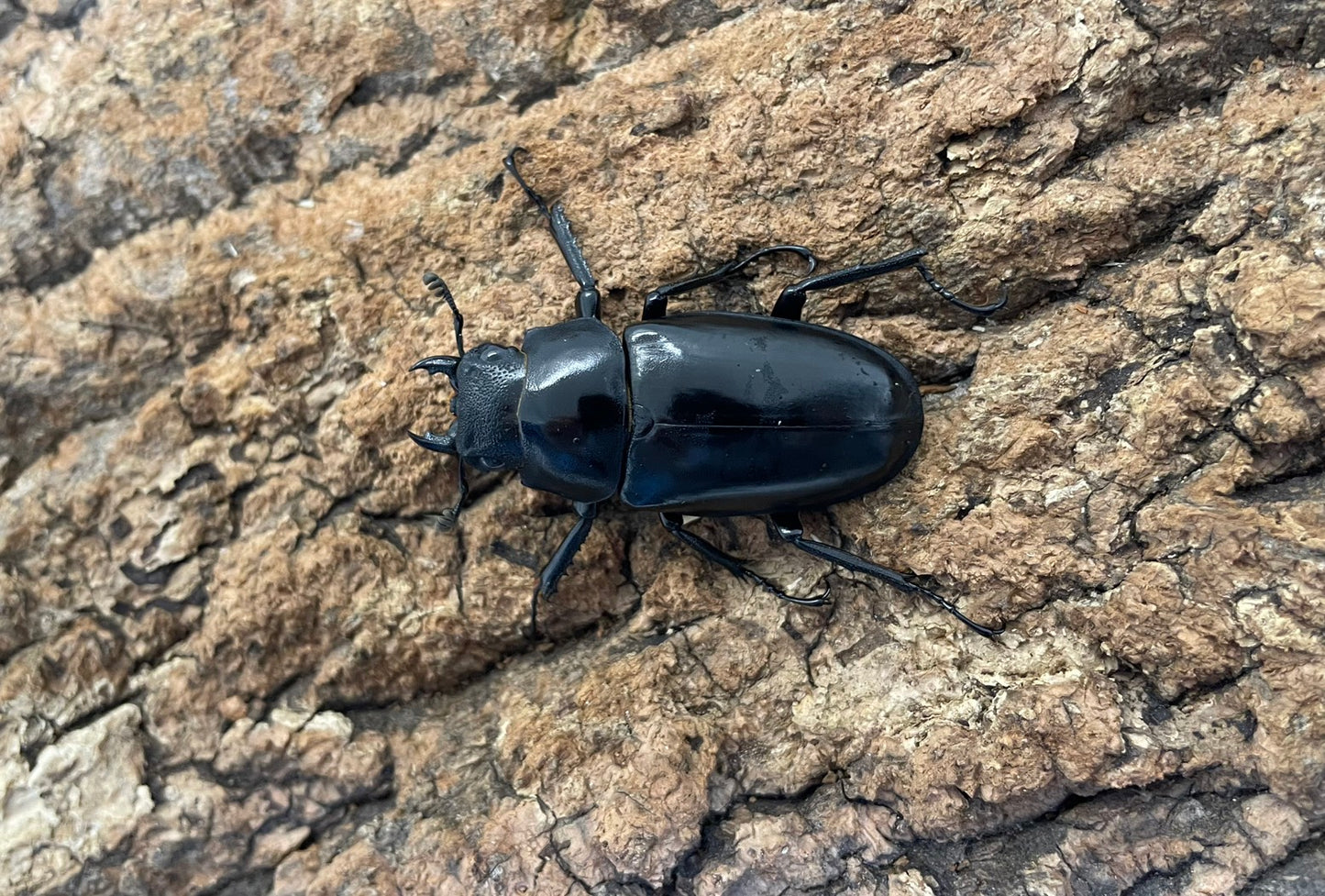 ギラファノコギリクワガタ