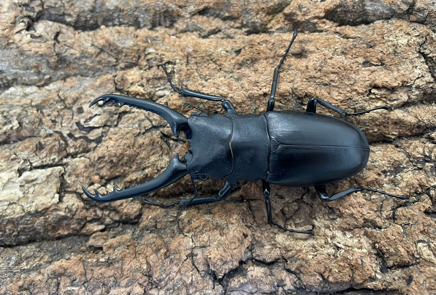 ギラファノコギリクワガタ