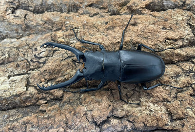 ギラファノコギリクワガタ