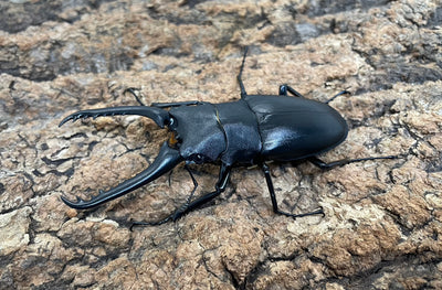 ギラファノコギリクワガタ