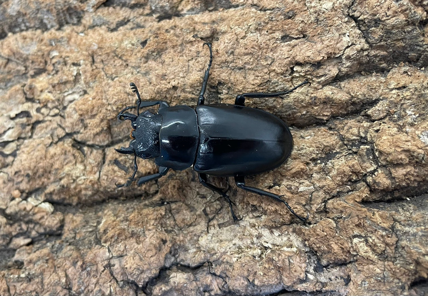 ギラファノコギリクワガタ